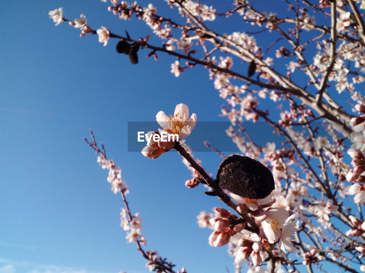 Low angle view of apple blossoms in spring