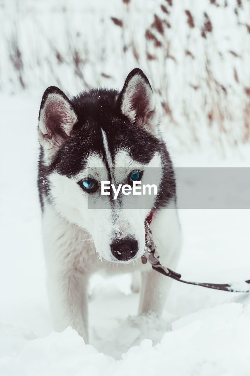 CLOSE-UP OF DOG ON SNOW FIELD