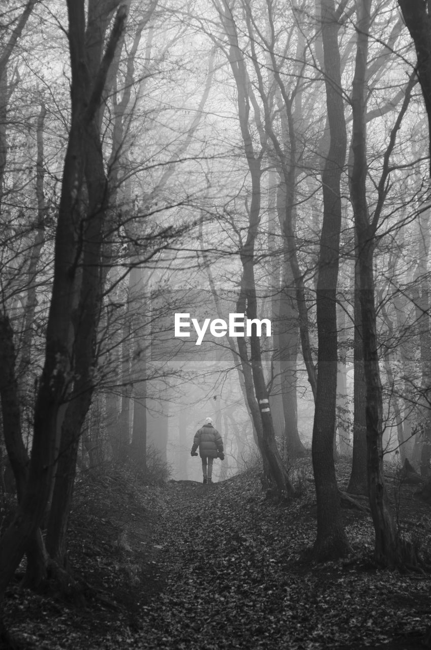 Rear view of person walking amidst trees in forest during foggy weather