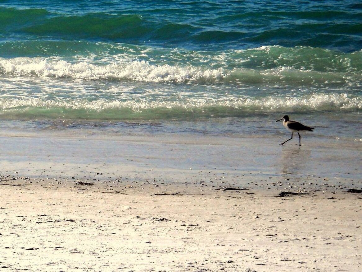 Bird walking on beach