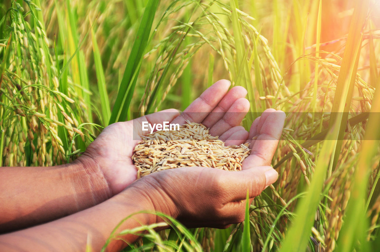 Cropped hands of farmer holding wheat at farm