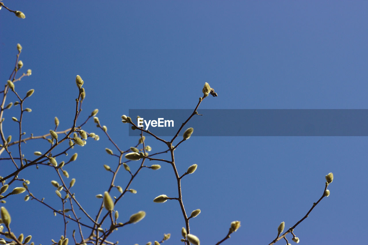 LOW ANGLE VIEW OF BIRD PERCHING ON A TREE