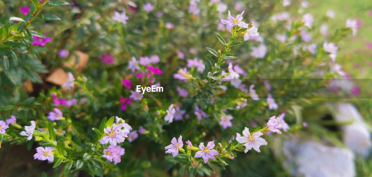 CLOSE-UP OF PURPLE FLOWERING PLANTS