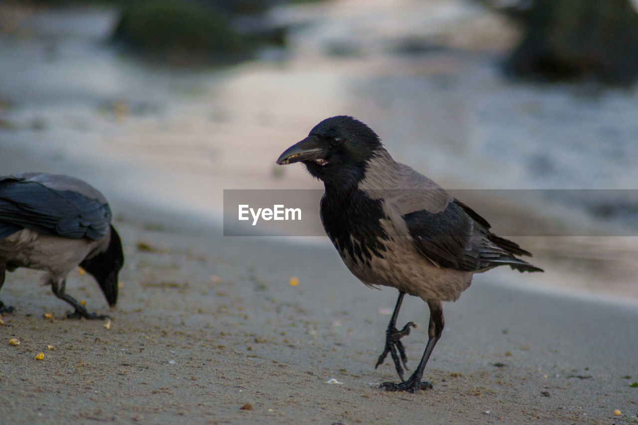 CLOSE-UP OF TWO BIRDS ON BEACH