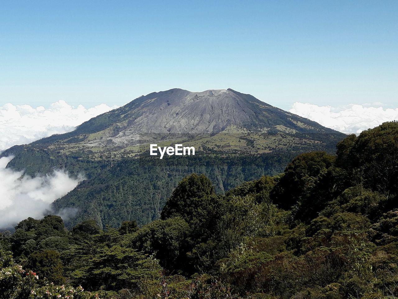 SCENIC VIEW OF TREES GROWING IN MOUNTAINS AGAINST SKY