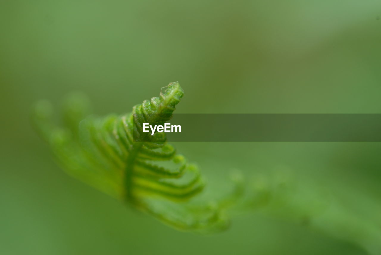 Close-up of plant against blurred background