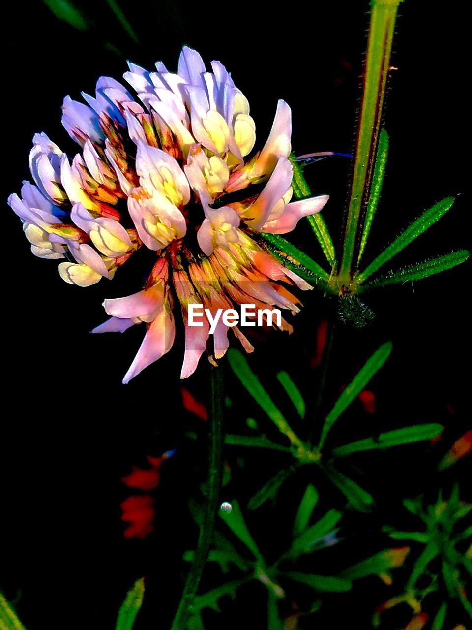 CLOSE-UP OF PINK FLOWER BLOOMING