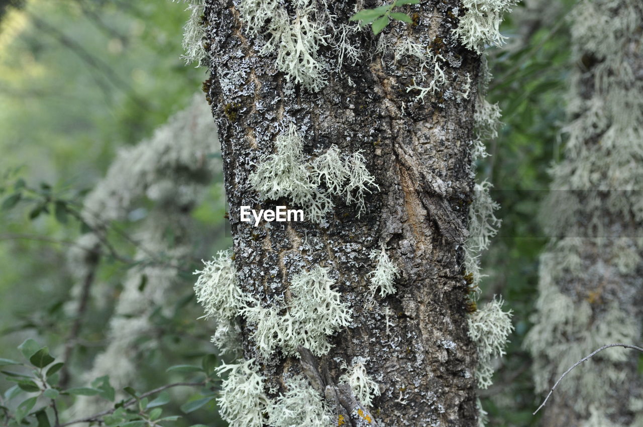 CLOSE-UP OF TREE TRUNK