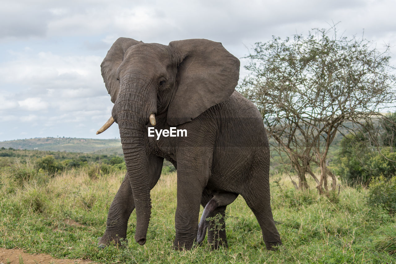 Elephant on landscape against sky