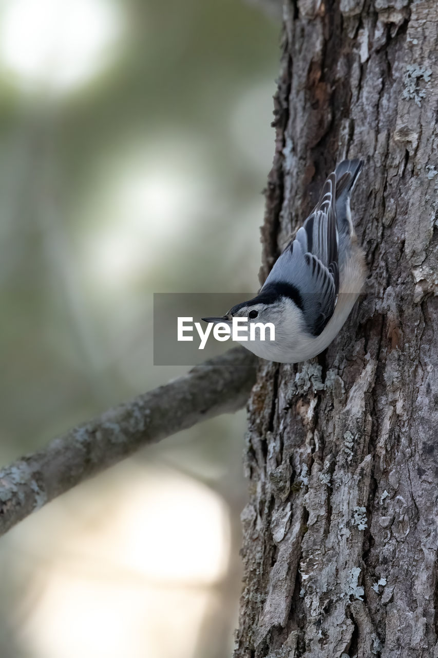 tree trunk, trunk, animal themes, animal wildlife, animal, tree, wildlife, close-up, bird, nature, one animal, branch, woodpecker, plant, focus on foreground, no people, perching, plant bark, day, outdoors, selective focus, winter, beak, wing, beauty in nature