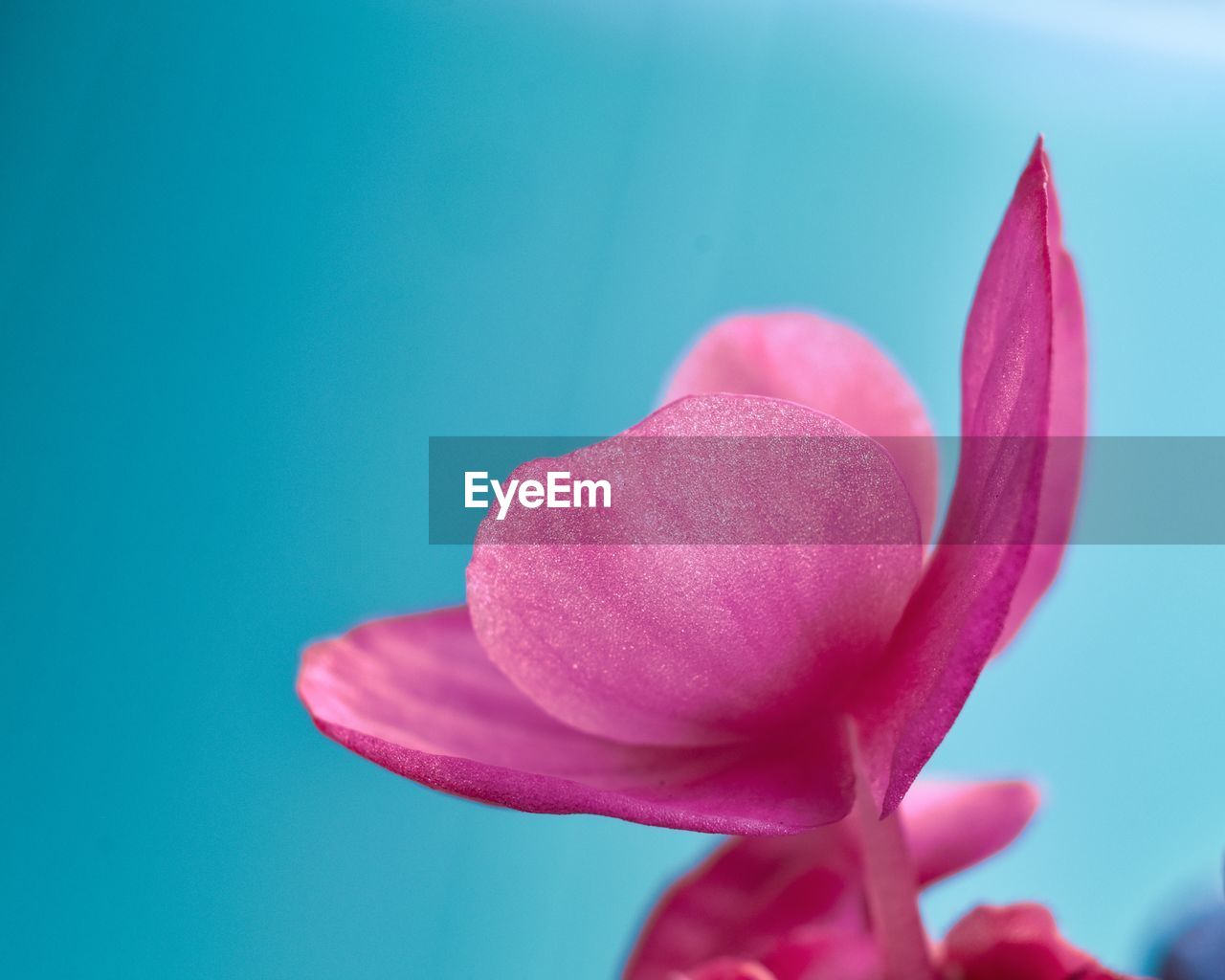 Close-up of pink lotus water lily