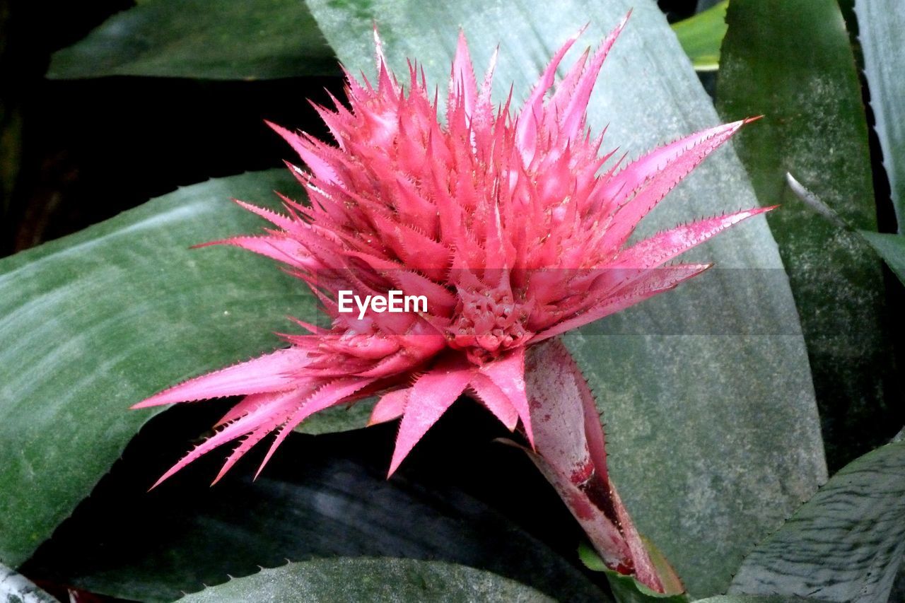 Close-up of pink flower blooming outdoors