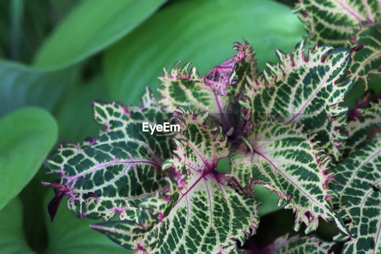 High angle view of purple flowering plant