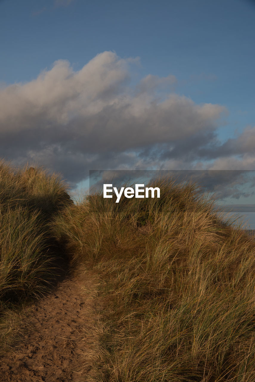 Dunes at wintrton-on-sea norfolk 