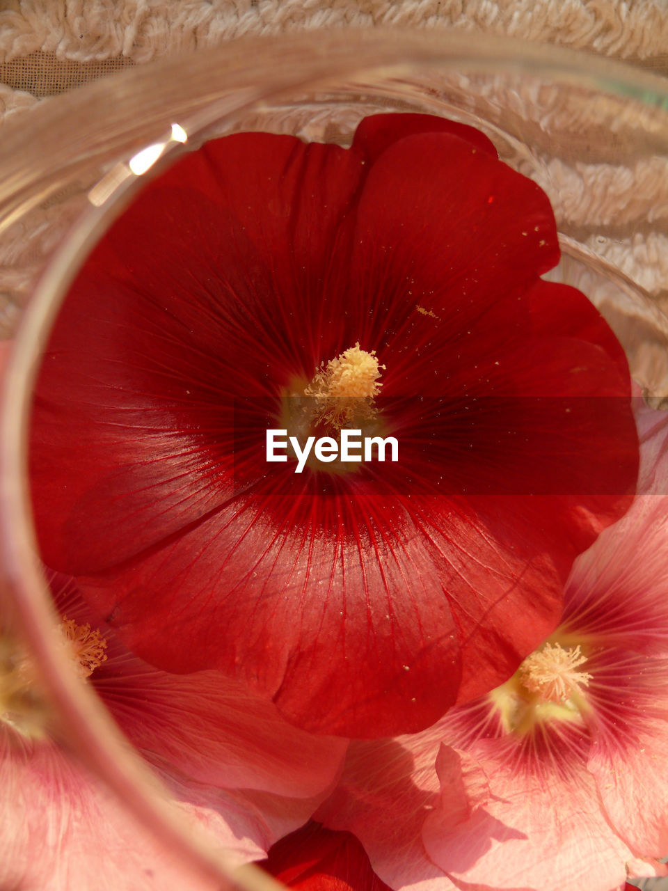 CLOSE-UP OF RED FLOWER HEAD