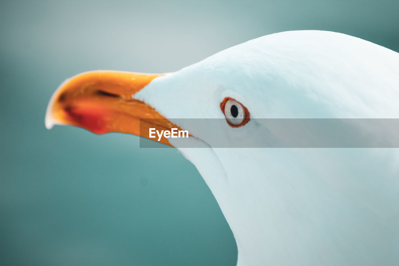 Close-up of a bird