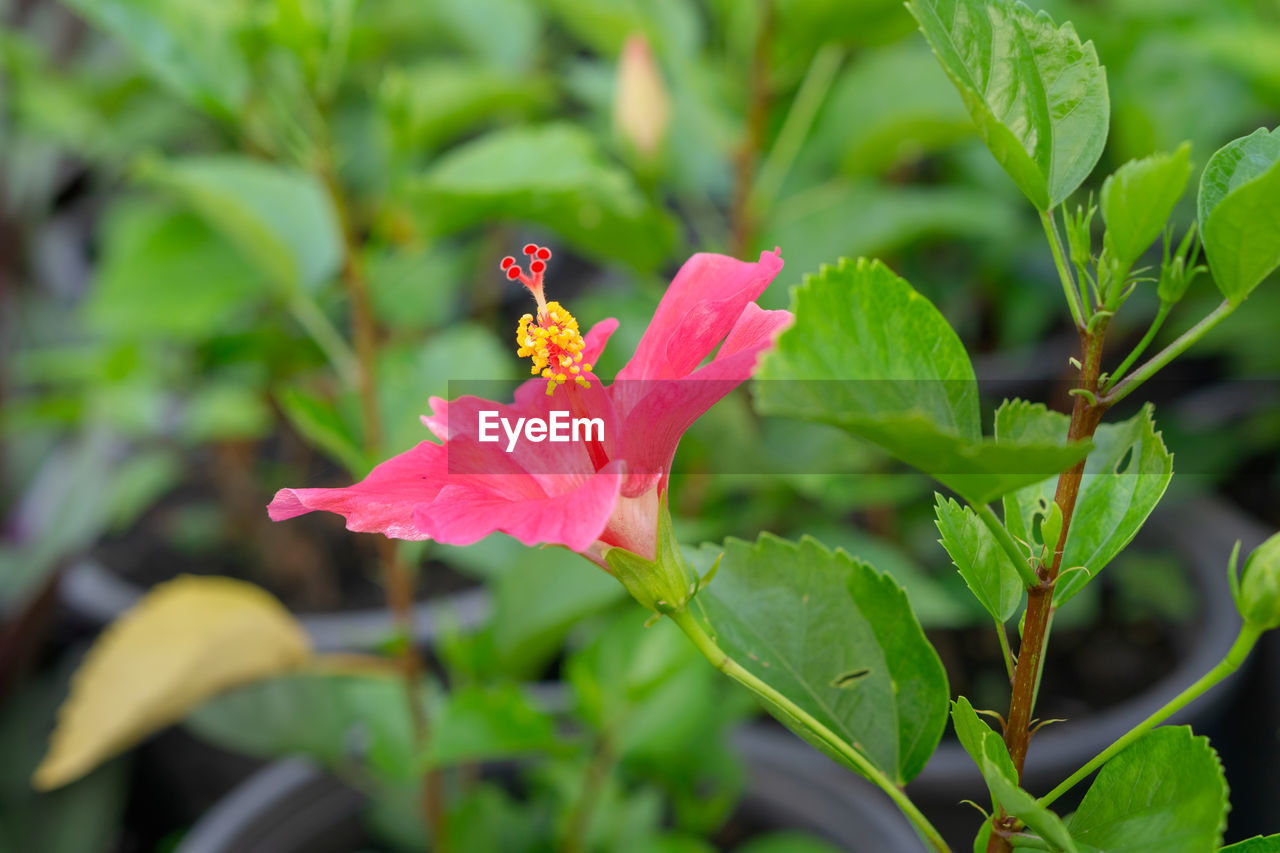 CLOSE-UP OF RED ROSE ON PLANT