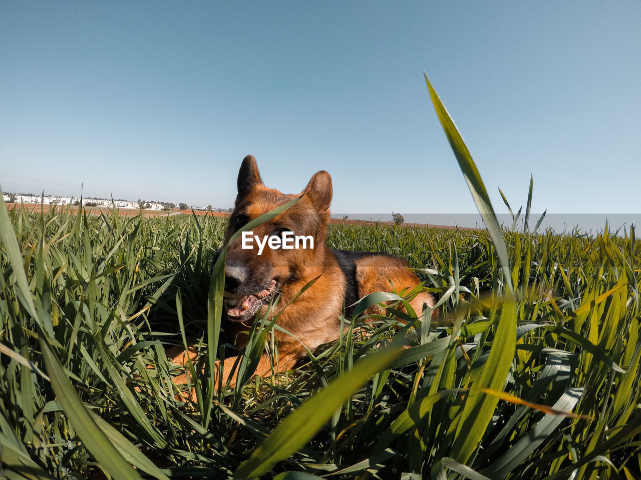 VIEW OF DOG ON FIELD