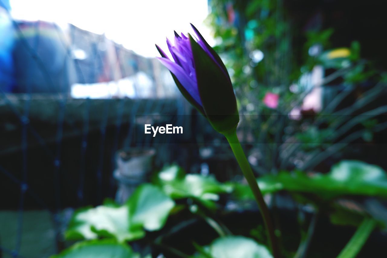 CLOSE-UP OF PURPLE FLOWERING PLANTS
