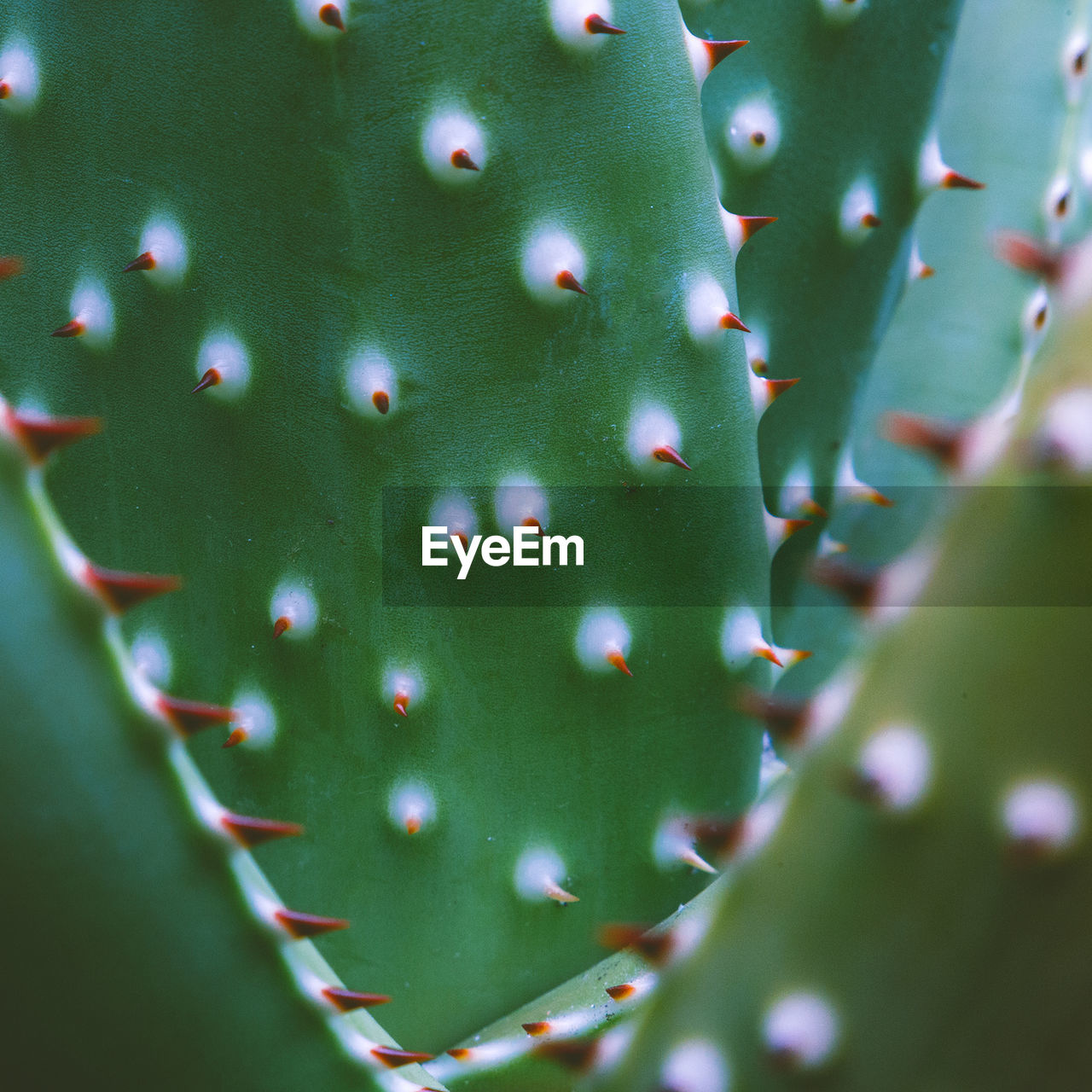 Plant close-up texture. cactus. plants lover concept. colors design
