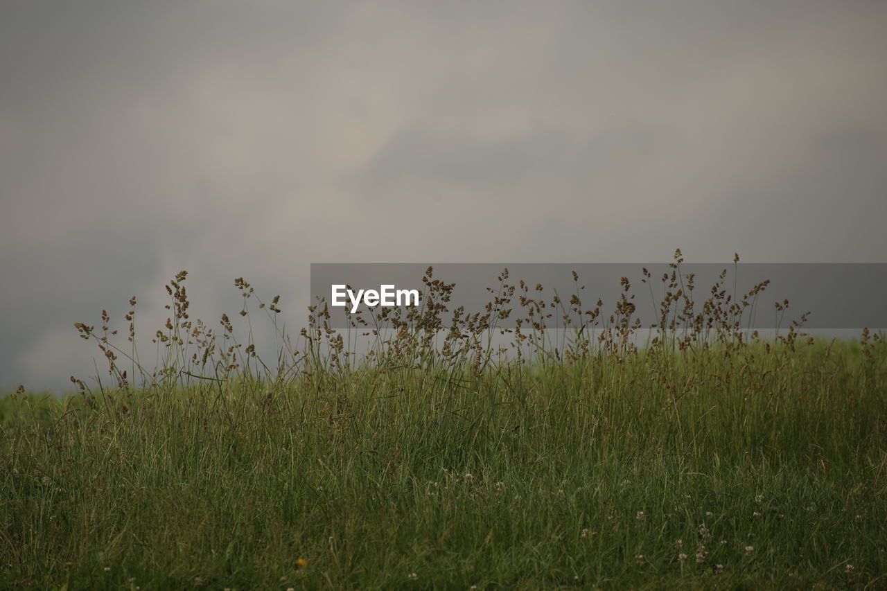 Scenic view of grassy field against sky