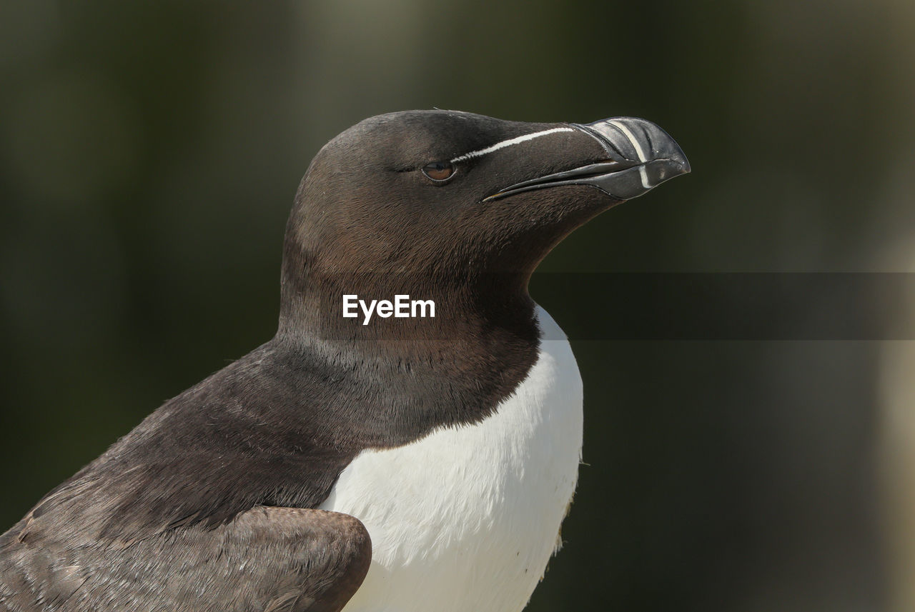 CLOSE-UP OF SEAGULL LOOKING UP