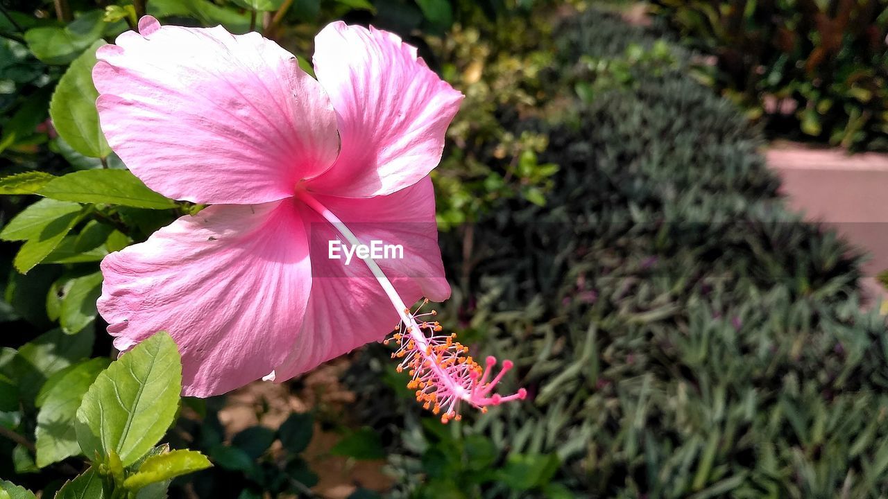 CLOSE-UP OF PINK HIBISCUS FLOWERS