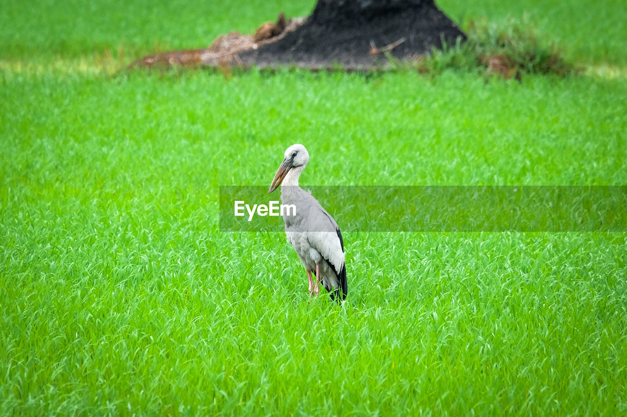 BIRD ON GRASS