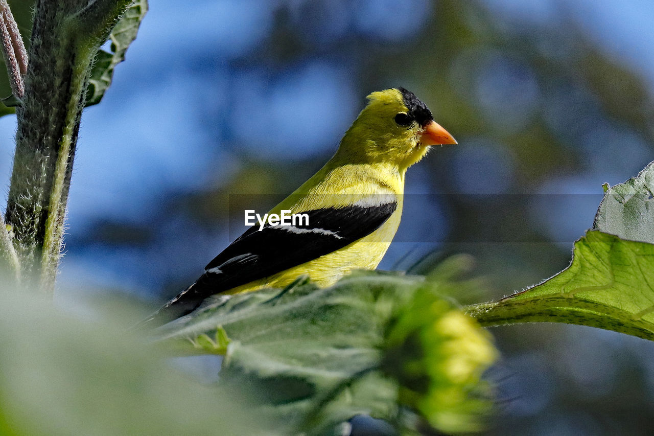 Close-up of bird perching on branch