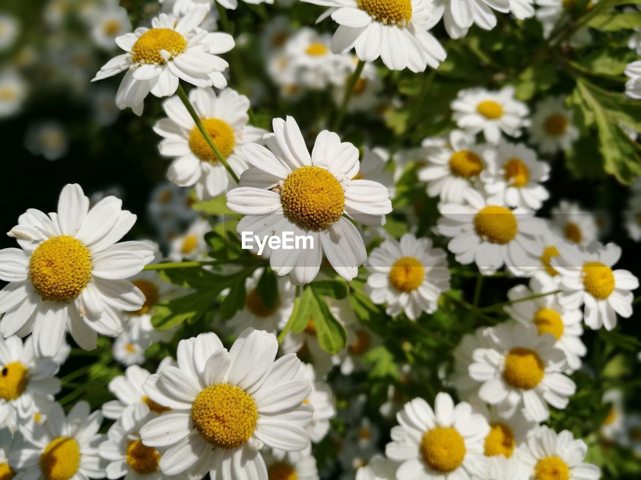 CLOSE-UP OF WHITE FLOWERS