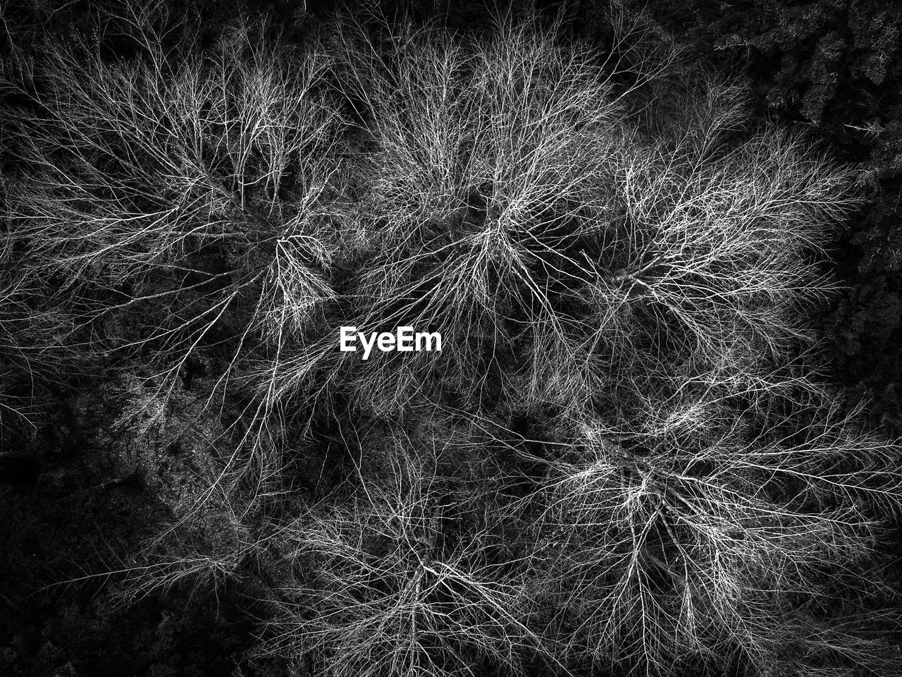 Directly above shot of bare trees in forest at night