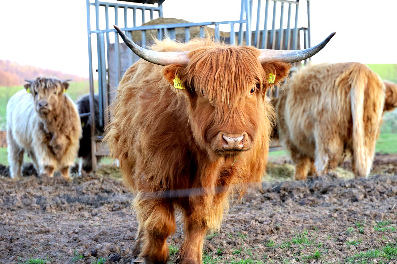 COWS ON A FIELD