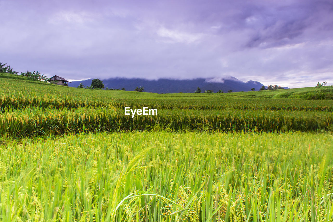 SCENIC VIEW OF FARM AGAINST SKY