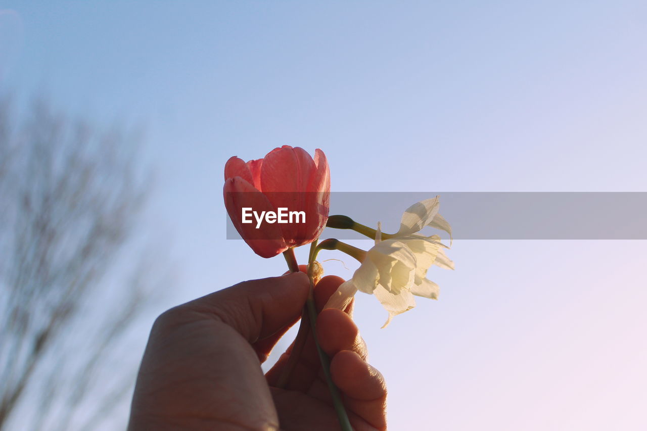 Close-up of hand holding flowers against clear sky during sunset