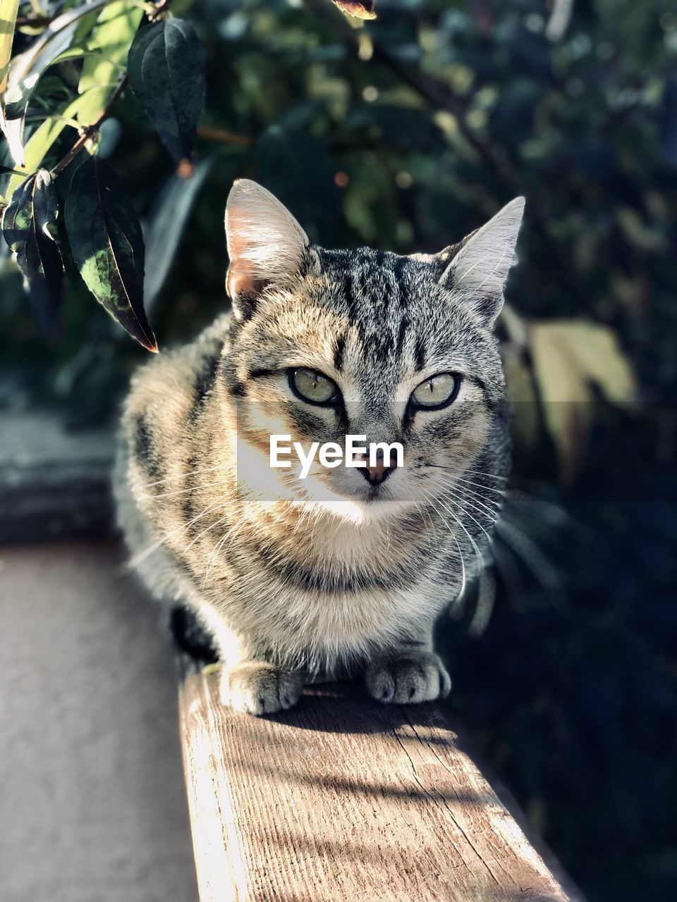 Portrait of tabby cat outdoors