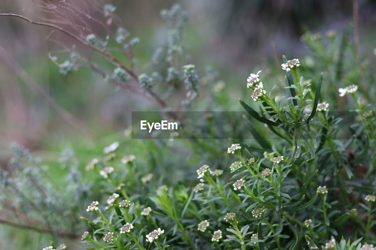 Close-up of flowering plant