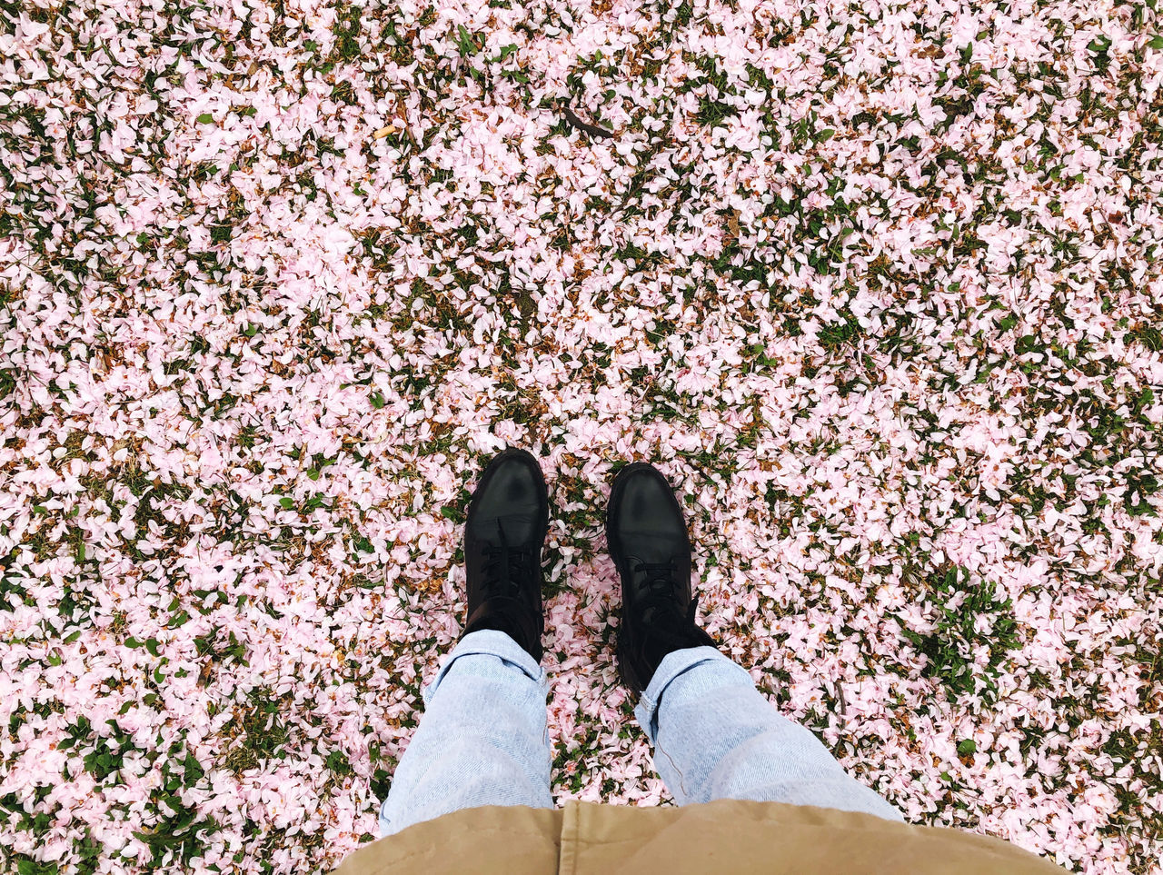 Low section of person standing on cherry blossom