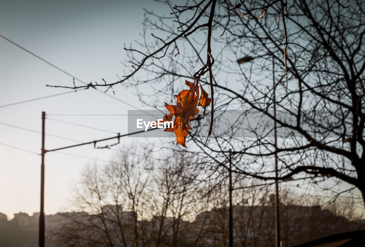 LOW ANGLE VIEW OF BARE TREES AGAINST SKY