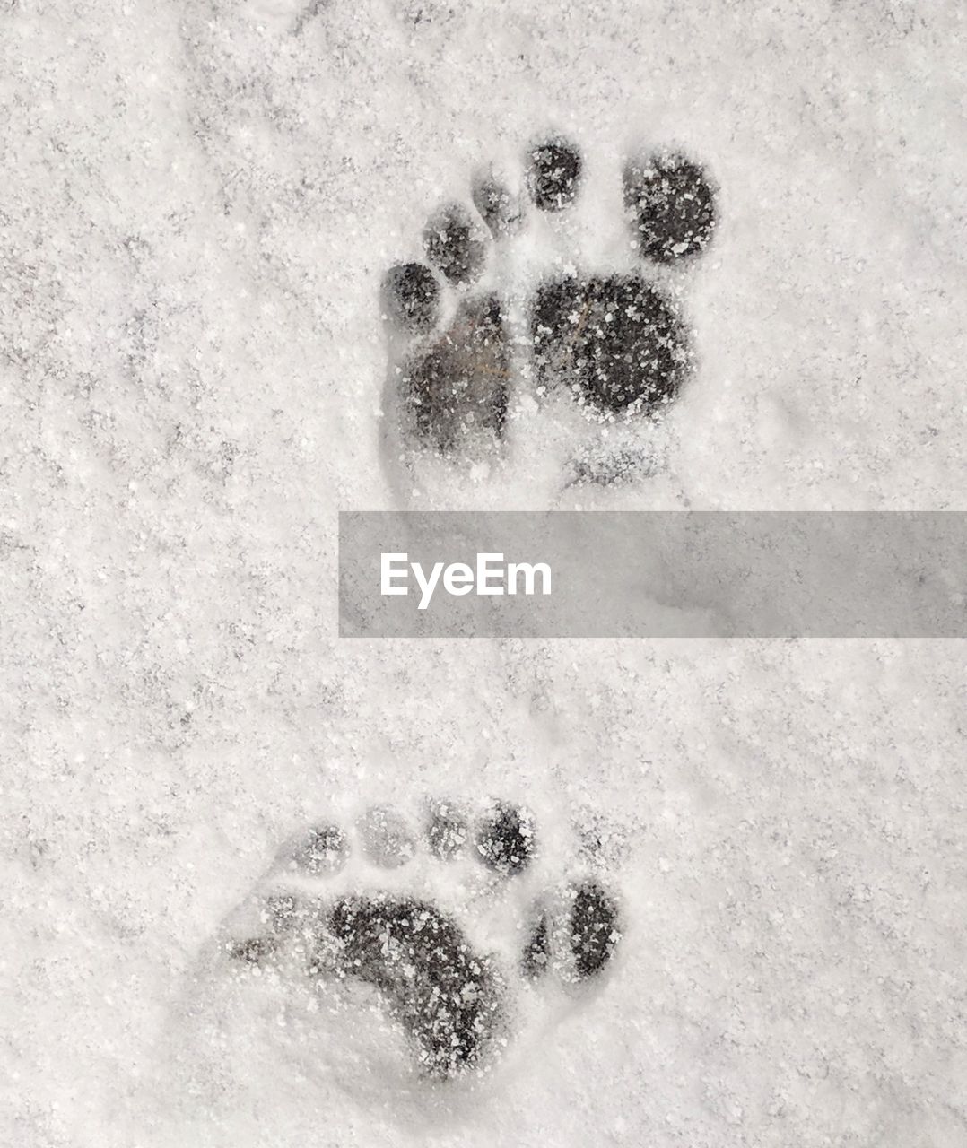 CLOSE-UP OF FOOTPRINTS ON SNOW