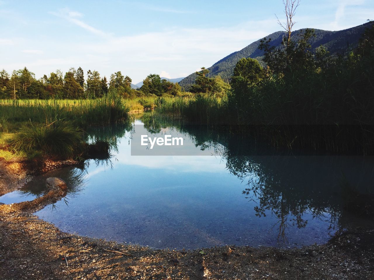 Scenic view of lake in forest against sky