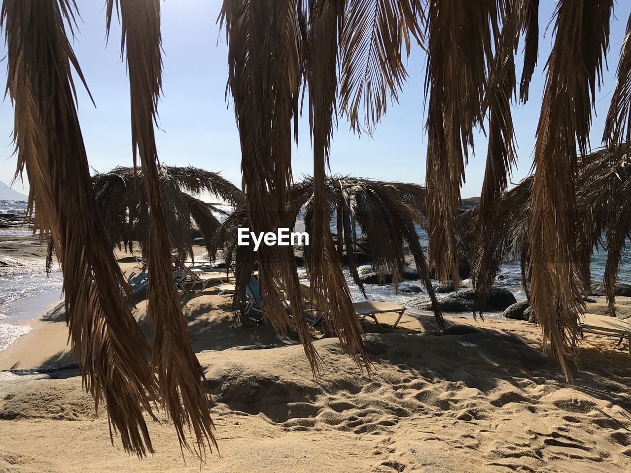 TREES GROWING ON BEACH