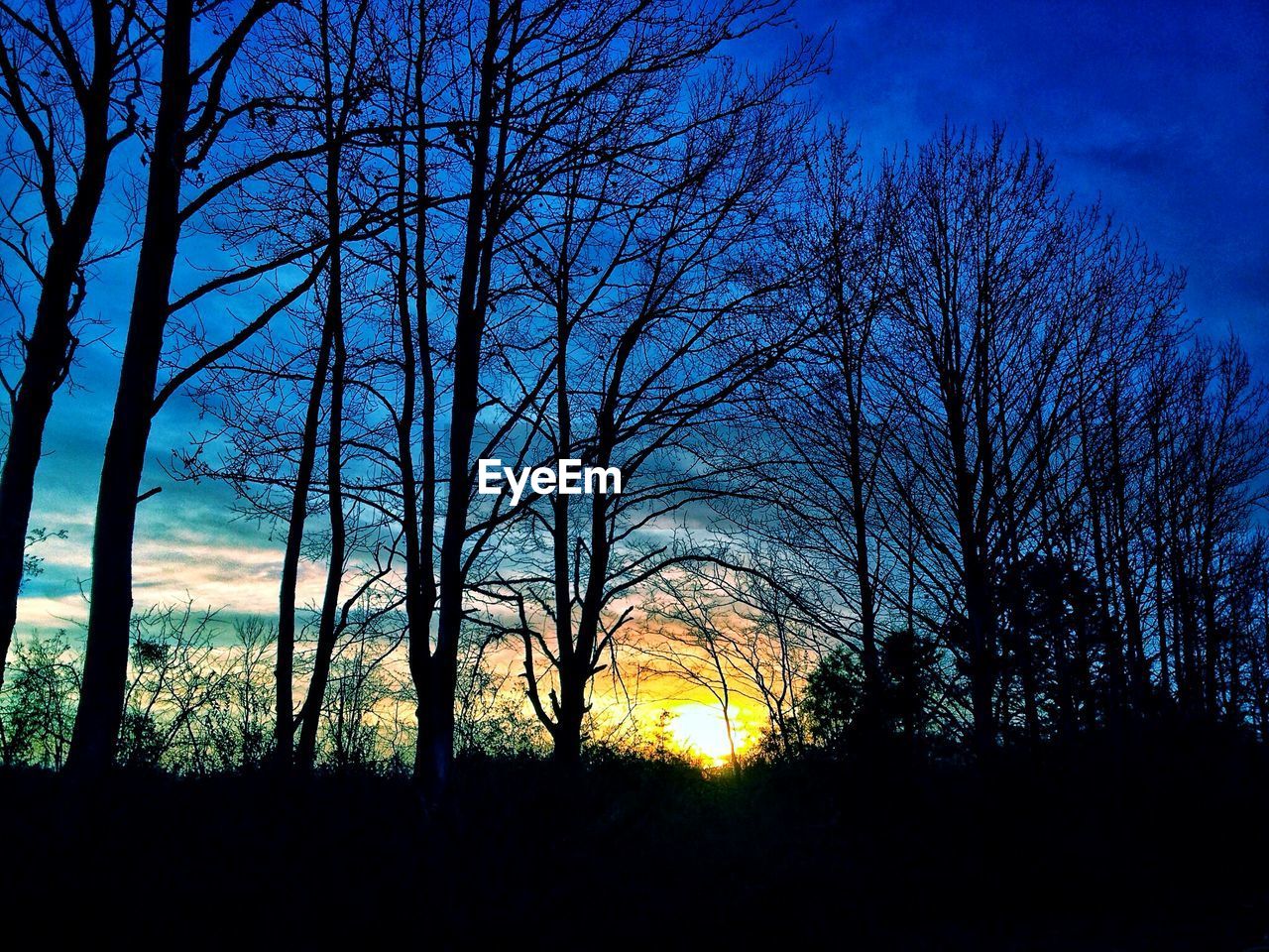 SILHOUETTE OF TREES AGAINST SKY