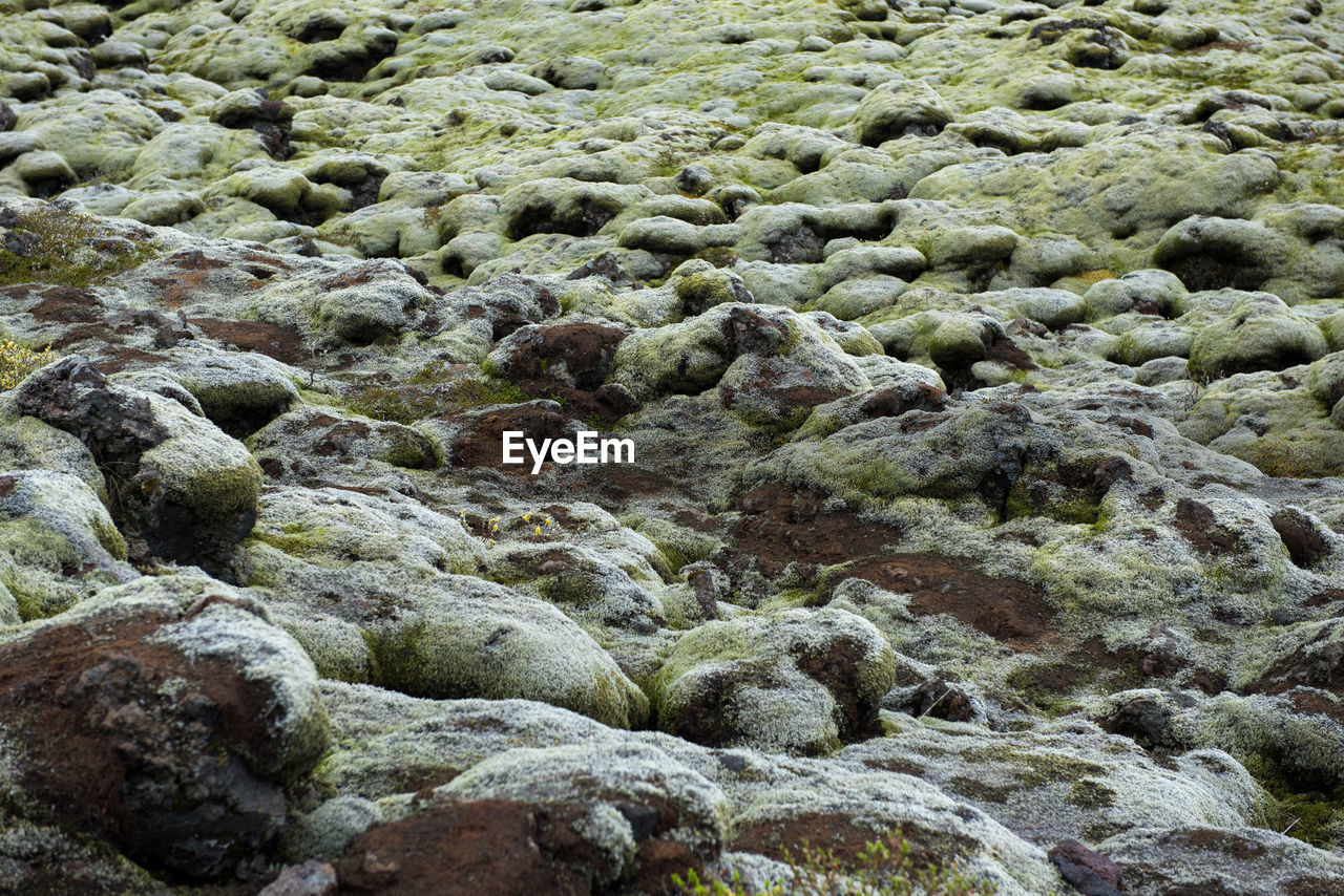 Moss covered lava field in a cloudy day. eldhraun, iceland