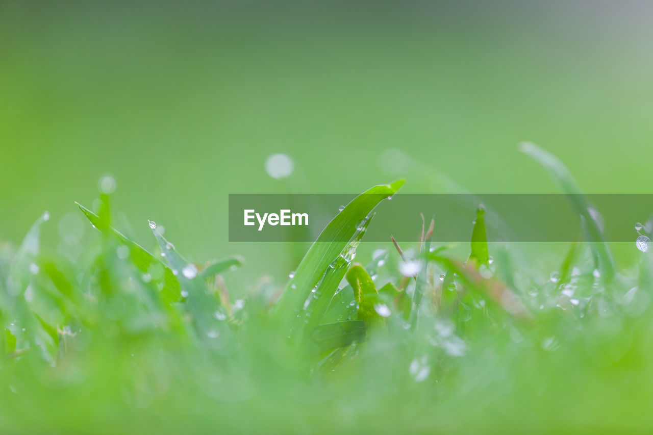 Close-up of wet plant leaves during rainy season