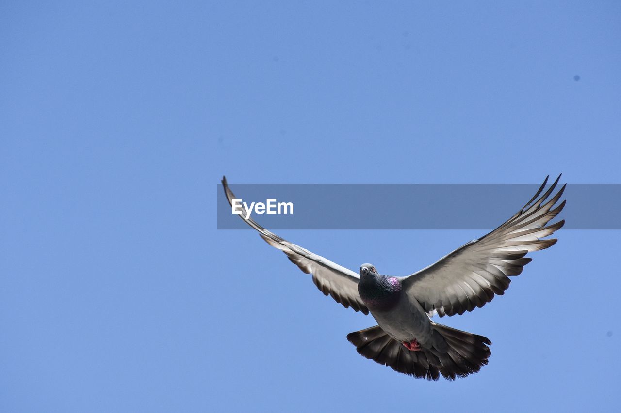 flying, bird, animal, animal themes, animal wildlife, wildlife, spread wings, one animal, animal body part, sky, clear sky, blue, bird of prey, nature, animal wing, no people, motion, copy space, mid-air, wing, low angle view, sunny, outdoors, day, eagle, beauty in nature, vulture