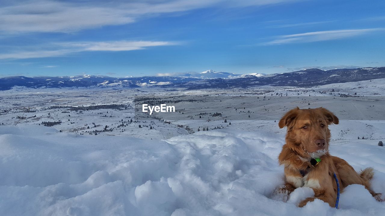 Dog on snow covered mountain against sky