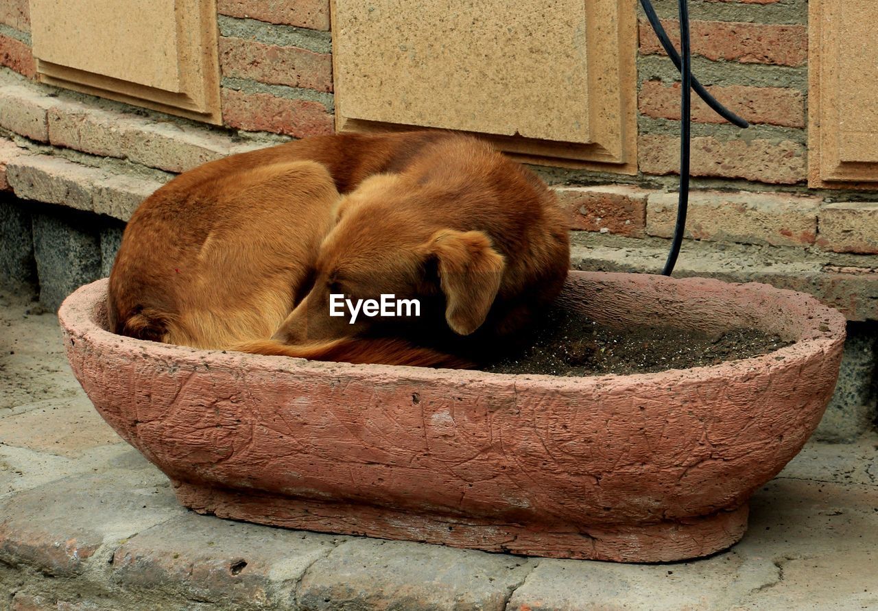 VIEW OF A DOG SLEEPING IN A WOOD