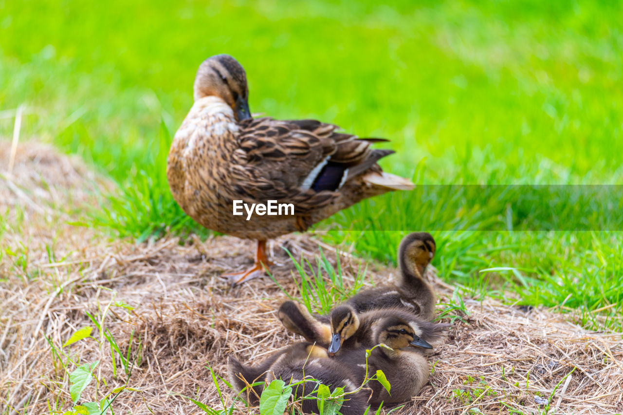 close-up of ducklings on grassy field