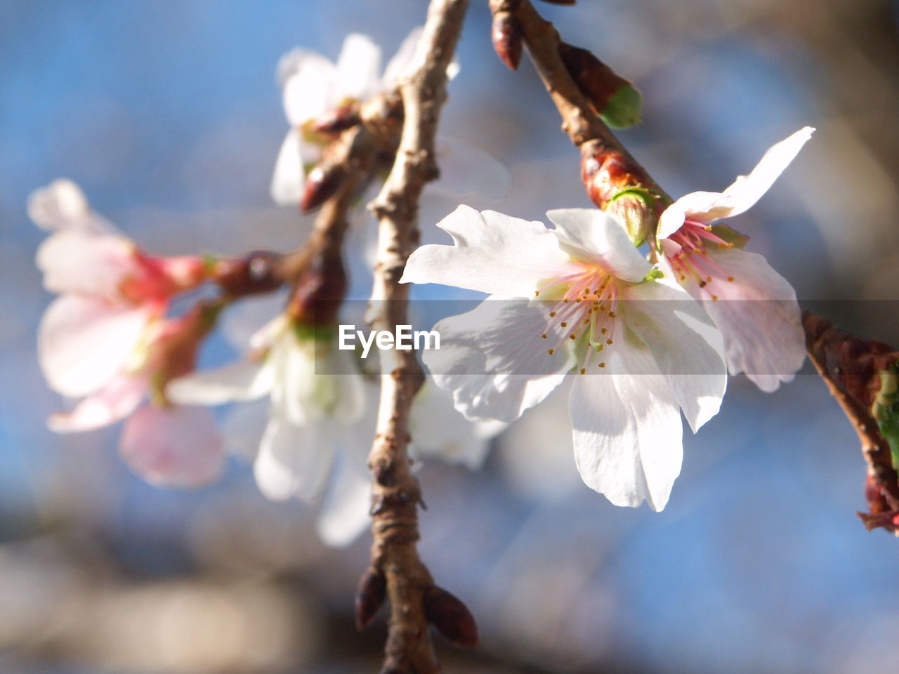 Close-up of cherry blossom growing on tree