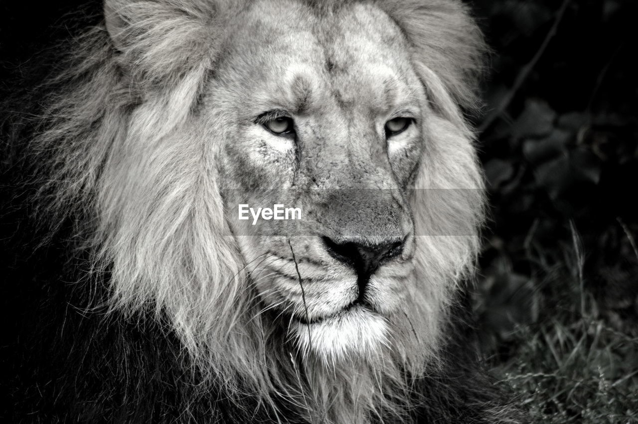 Close-up portrait of a lion